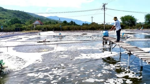 Cảnh báo nắng nóng ảnh hưởng sức khỏe thủy sản nuôi