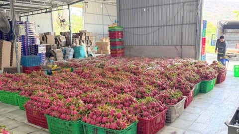 Thanh long GlobalGAP ‘tắc’ đường sang châu Âu