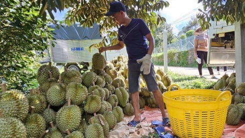 Giải bài toán liên kết cho sầu riêng Khánh Sơn
