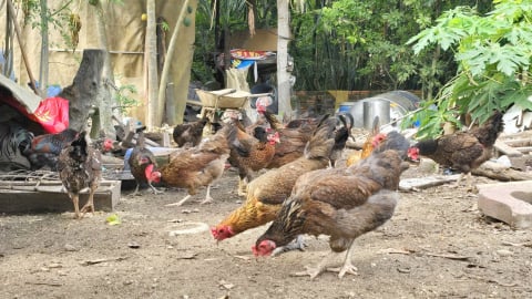 Sâu canxi thức ăn ‘vàng’ cho gà, mang lại lợi ích kép