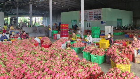 Đề xuất đàm phán Hoa Kỳ chấp nhận thanh long xử lý bằng nhiệt