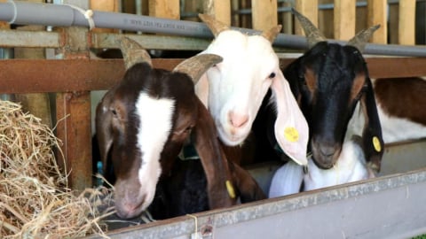Hiện thực chiến lược đưa sản phẩm dê, cừu sang thị trường Halal