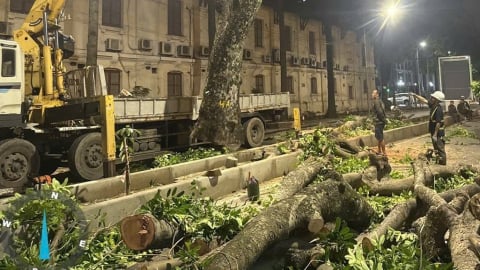 Hà Nội: Di dời cây xanh để mở rộng đường Hùng Vương