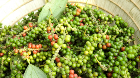 Giá tiêu sẽ tăng sau kỳ nghỉ Tết Giáp Thìn