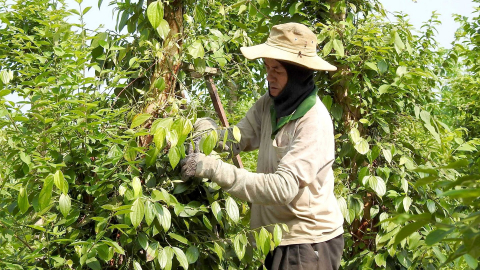 Đẩy mạnh xuất khẩu nông sản: [Bài 4] Thị trường thuận lợi, giá hạt tiêu sẽ ở mức cao