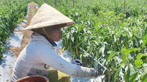 Hỗ trợ hàng tỷ đồng phát triển bền vững vùng trồng ớt