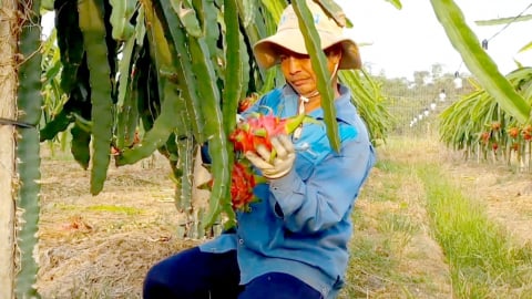 Liên kết tạo nguồn trái cây nguyên liệu ổn định và bền vững