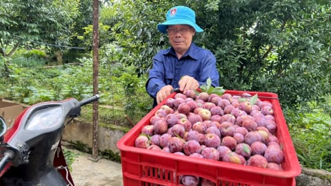 Giá mận hậu giảm mạnh, nông dân vẫn lãi khá