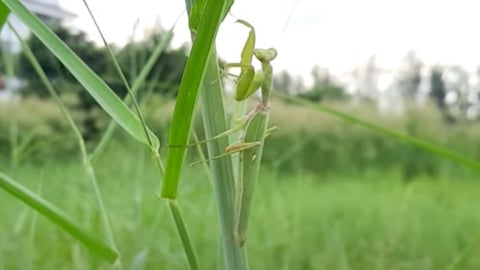 Giúp nông dân hiểu về thiên địch để lan tỏa mô hình