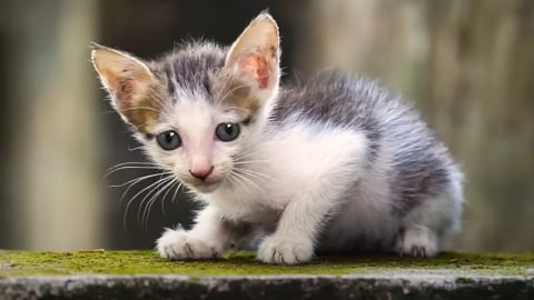 Bị nhiễm bệnh dại không chỉ do bị chó cắn