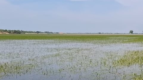 Đề phòng ngập úng nơi trũng thấp dù lũ đầu nguồn ở mức thấp