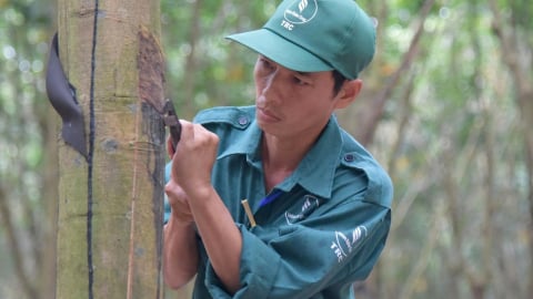 VRG đáp ứng EUDR, tiên phong chứng nhận cao su phát thải thấp