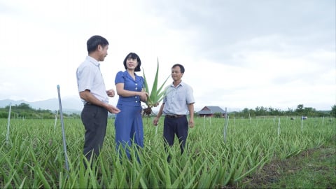 Chỉ dẫn địa lý - công cụ pháp lý để nha đam Ninh Thuận vươn xa