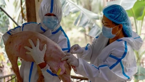 Philippines tiến tới thương mại hóa vaccine ASF