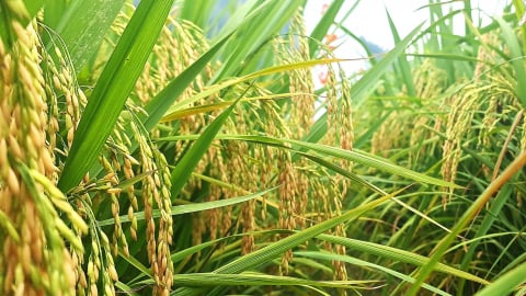 Giống lúa Syn18 năng suất cao, cơm dẻo thơm đậm đà