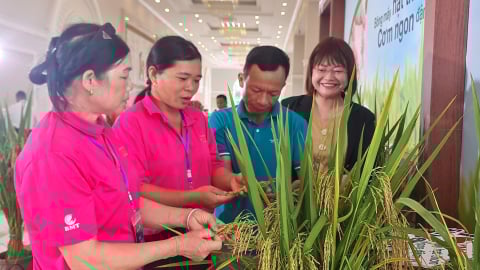 Giống lúa lai Syn18 mang mùa vàng hy vọng