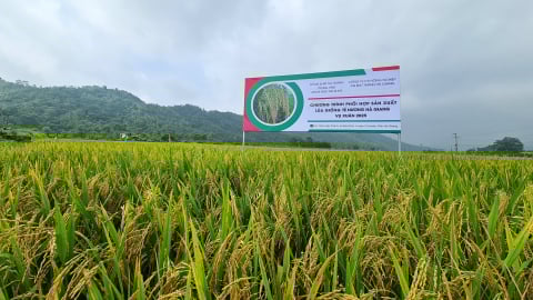 Tẻ nương Hà Giang - Hành trình từ nương đá đến đồng bằng