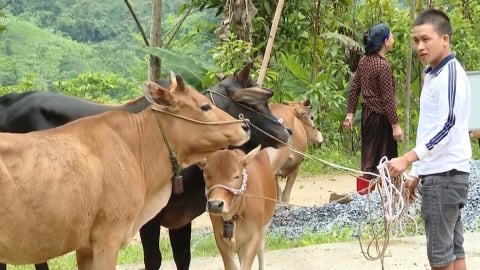 Hà Giang giữ ‘sạch’ dịch bệnh lở mồm long móng