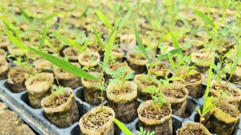 Hiện đại hóa vườn ươm bằng bầu hữu cơ siêu nhẹ
