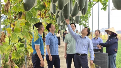Nông nghiệp và Môi trường Tuyên Quang bứt phá