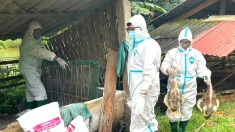 Phát hiện ổ dịch cúm gia cầm A/H5N1 tại Tuyên Quang