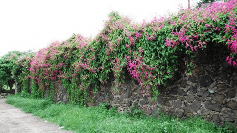 Khuôn rào hoa nở