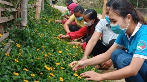 Phụ nữ Tủa Chùa hành động vì môi trường