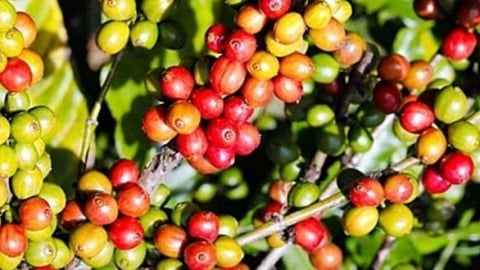 Giá cà phê hôm nay 24/6/2025: Quay đầu tăng mạnh