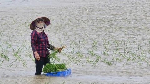 Hải Phòng tìm cách bảo vệ hơn 20.000ha lúa mới cấy
