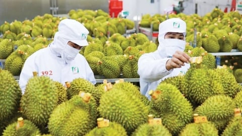 Giải đáp vướng mắc khi thực hiện phân quyền, phân cấp trong trồng trọt và BVTV