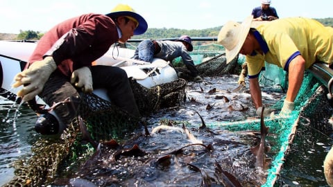 Cục Thủy sản và Kiểm ngư trả lời đề nghị kiểm soát cá tầm nhập khẩu