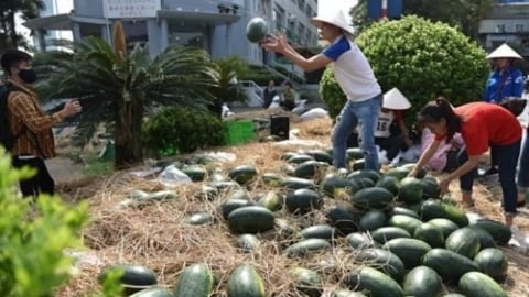 Giá nông sản - nhịp lên xuống như điện tâm đồ