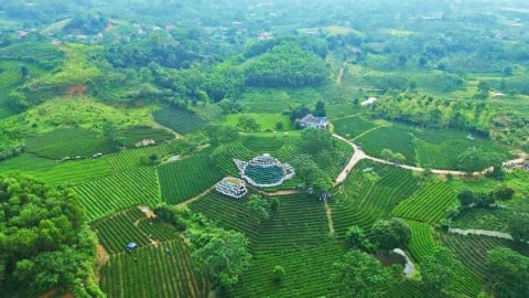 Ngất ngây Vô Tranh - vùng chè lớn nhất Thái Nguyên