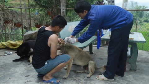 Bình Liêu tiêm phòng dại cho 2.700 vật nuôi, đạt tỷ lệ 70%