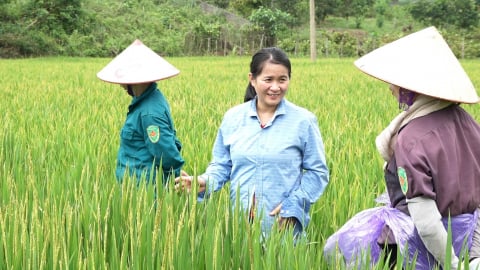 Áp dụng quy tắc '3 đúng' để hạn chế sâu bệnh trên lúa