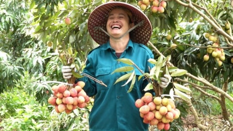 Vải thiều Tân Yên 'bay xa' nhờ trồng VietGAP, GlobalGAP