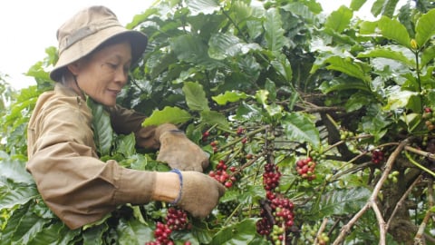 Nâng cao sinh kế cho nông hộ nhỏ và cộng đồng nông thôn