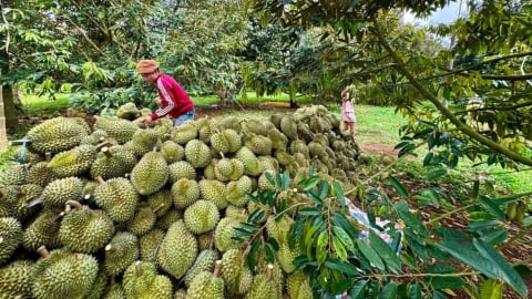 Nâng cao chất lượng sầu riêng: Kiểm soát chặt mã số vùng trồng, mã đóng gói