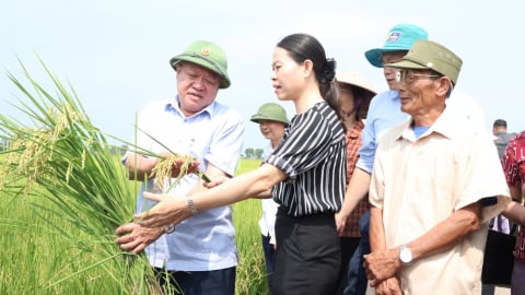 Canh tác lúa cải tiến theo hướng hữu cơ, đạt cùng lúc 3 mục tiêu