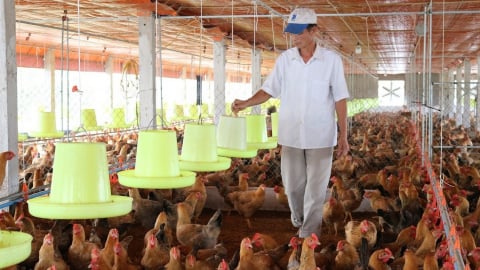 Hà Nội chuyển mạnh sang chăn nuôi hiện đại, sinh học và tuần hoàn