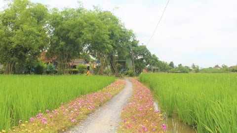 TP.HCM ra mắt tuyến đường hoa nông dân