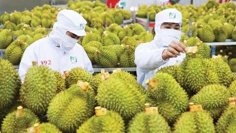 Sầu riêng tươi xuất khẩu có quy trình an toàn thực phẩm thống nhất toàn quốc