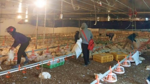 Hơn 10 nghìn con gà trong trang trại bị chết vì sự cố điện
