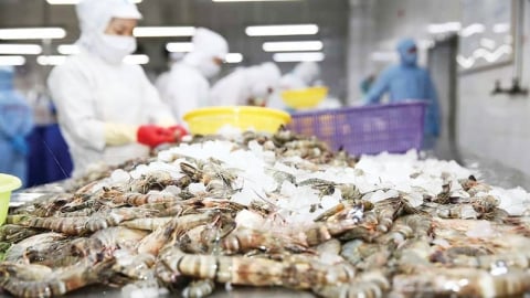 Xuất khẩu tôm tăng trưởng mạnh nhưng có thể chững lại