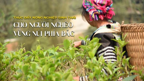 Thúc đẩy nông nghiệp sinh thái cho người nghèo vùng núi phía Bắc