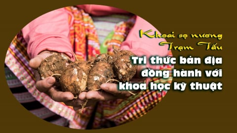 Khoai sọ nương Trạm Tấu: Tri thức bản địa đồng hành với khoa học kỹ thuật
