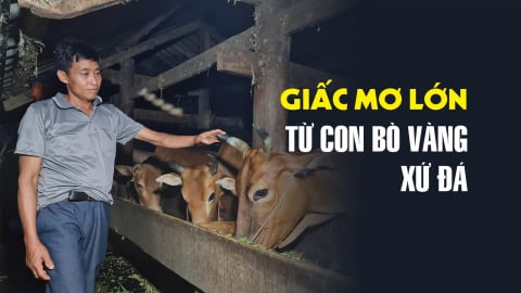 Giấc mơ lớn từ con bò vàng xứ đá