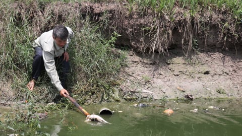 Ô nhiễm 'bóp nghẹt' kênh thủy lợi: Ao nuôi thủy sản 'đầu độc' nguồn nước