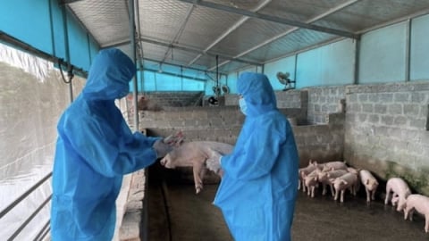 Tăng cường giải pháp phòng, chống dịch tả lợn Châu Phi trên địa bàn Hà Nội