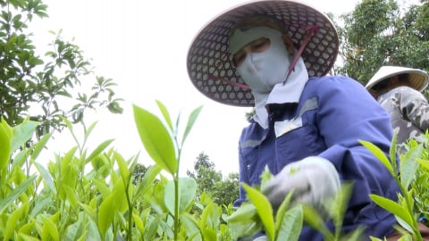 HĐND tỉnh Thái Nguyên quyết hỗ trợ tạo đột phá phát triển ngành chè